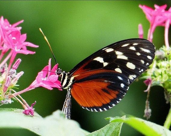 Berkenhof Tropical Zoo