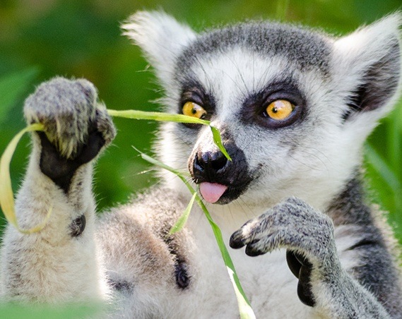 Dierenpark de Oliemeulen