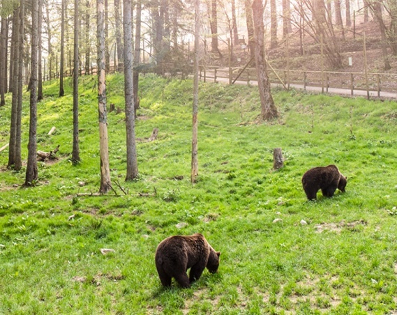 Dierenpark Forestia entree met korting: profiteer van de beste aanbiedingen
