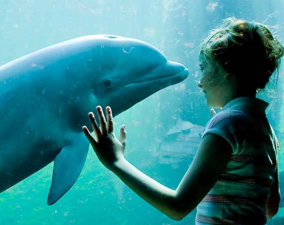 Dolfinarium dagje uit met korting: bekijk alle aanbiedingen