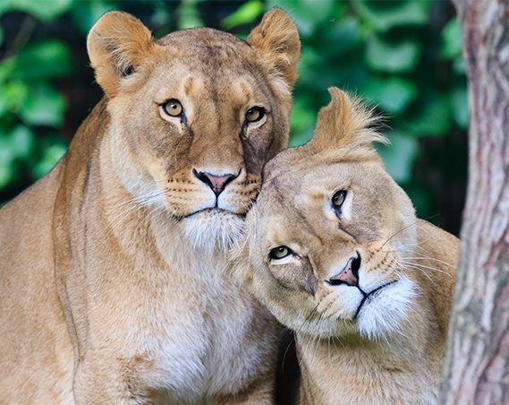 GaiaZOO korting acties en aanbiedingen