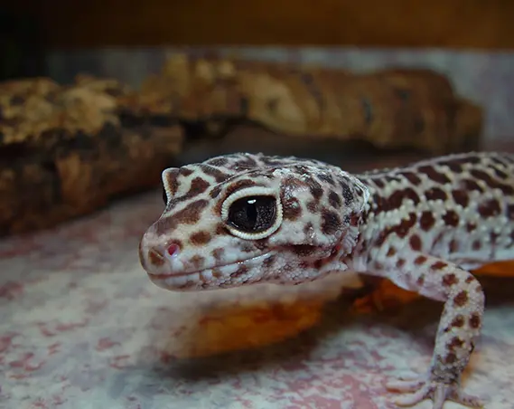 Iguana acties voor korting op een leuk dagje uit