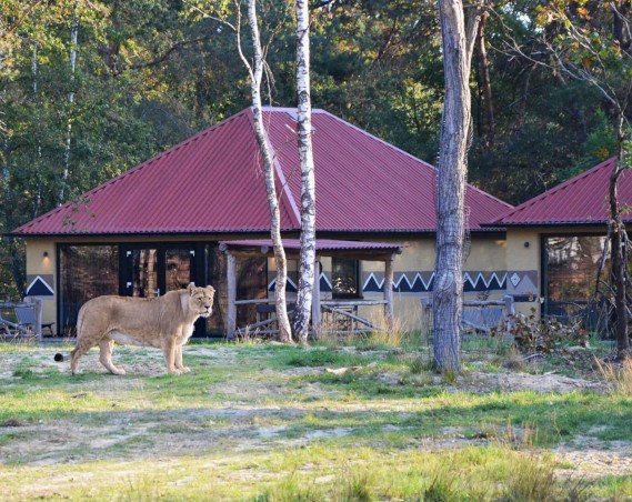 Bij Safari Resort Beekse Bergen heb je uitzicht over dieren